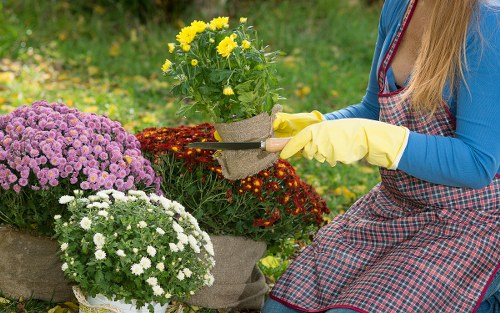 The image shows a garden scene with a focus on a young woman wearing yellow gardening gloves and a blue long-sleeved top, engaged in planting or tending to a vibrant display of potted flowers. The flowers include yellow, purple, and white blooms arranged in containers on a paved outdoor surface, set against a background of lush green grass and blurred foliage, indicating a well-maintained garden in Teddington. The garden layout features a mix of flowering plants and shrubs, with the pots positioned on the ground and on a stone or concrete surface, suggesting routine gardening or planting activities. The natural lighting suggests a clear day, highlighting the vivid colours and healthy condition of the plants, which are typical of outdoor gardening service environments offered by Gardening Services Teddington. This scene exemplifies attentive garden care and landscape maintenance within a typical suburban or residential outdoor space.