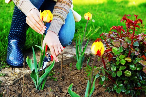 The image depicts a person in a garden planting yellow tulips with red markings into the soil of a flower bed. The individual, dressed in a beige sweater with colorful patterns and blue jeans, is crouched down, carefully handling the tulip bulbs. In the foreground, several tulips are emerging from the earth, surrounded by rich, dark soil, and nearby is a bush with deep red and green foliage. The garden is situated on a well-maintained lawn with vibrant green grass visible in the background, and the scene appears to be set during daylight under natural lighting. The garden area features a mix of flower beds, soil patches, and greenery, consistent with professional outdoor maintenance services provided by Gardening Services Teddington, highlighting a tidy and thriving outdoor space suitable for gardening and landscaping work in the Teddington area.